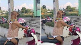Biker dog is ready to ride scooter