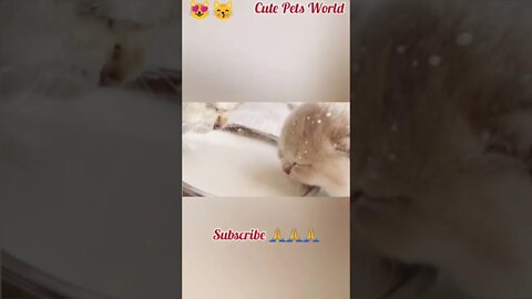 cute kittens drinking milk #funny #tiktok #shorts #trending #trend