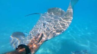Diver swims with rays in Bora Bora