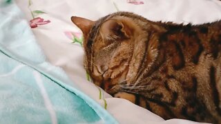 Bengal cat sleeps face down