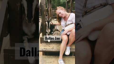 Hanging with the Goats at the Dallas Zoo