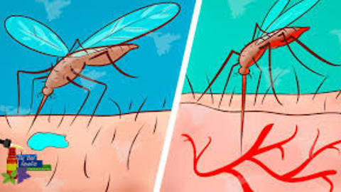 Here's Why Mosquitoes Bite You and Not Others