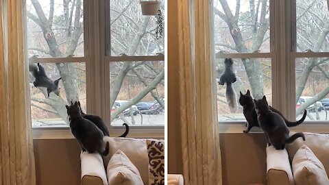 Pair Of Cats Stalk Squirrel Climbing Onto Window