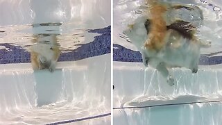 Adorable underwater video of a fluffy Corgi swimming
