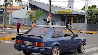 Il gallo a spasso sul tettuccio dell'auto