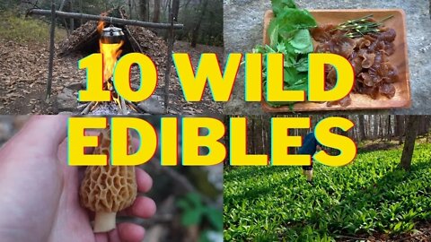Foraging Ten Spring Wild Edibles! Ramps, Morel Mushrooms & more.