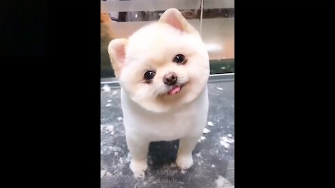 Cute And Funny Pets Try Not To Laugh To These Pets Compilation 2021 23-