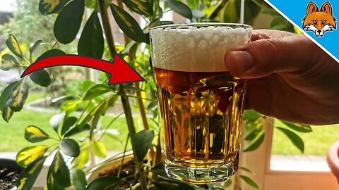 THATS WHY you should water your Houseplants with BEER 💥🍺