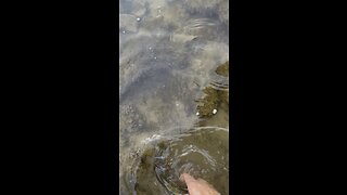 Rainbow trout in NE Iowa