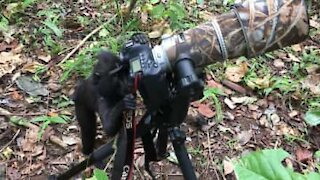 Un singe fasciné par un appareil photo