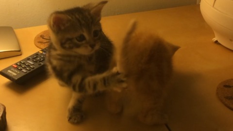 Kittens chase each other's tails in sync