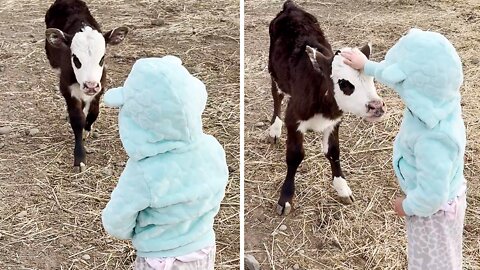 Adorable Calf Preciously Runs To Greet Little Girl