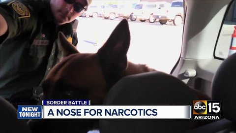 Border Patrol canines stopping drugs smuggled into southern Arizona