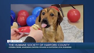 Good Morning Maryland from the Humane Society of Harford County