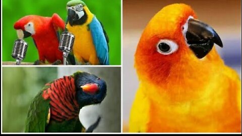 #cute #parrot # love ❤️! Lets see the talking parrot 🦜!