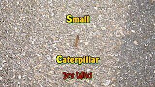 Small Caterpillar
