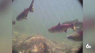 Latest Salmon Workgroup Recommendations