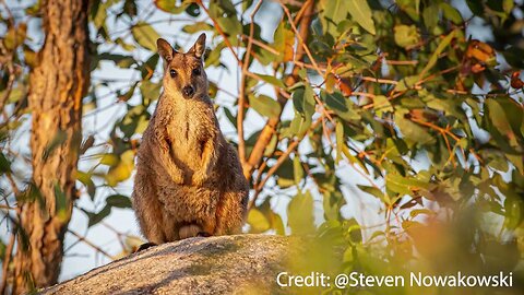 Biodiversity Endangered by Windlab