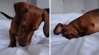 Curious pup digs on bed to see what's underneath