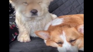 Sleepy dog naps on top of his best friend