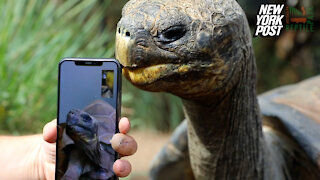 Endangered galapagos tortoises have first date on FaceTime