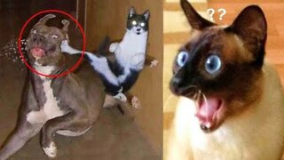 Funniest Animals Video - Best Cute Cats😹 and Funny Dogs🐶 Videos 2022 Compilation!