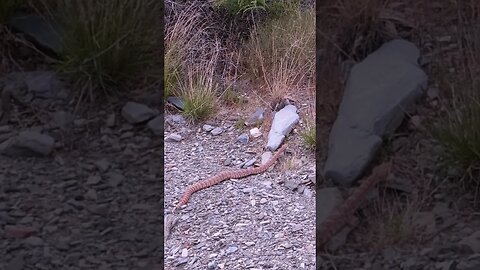 First Rattlesnake This Year in the Desert Southwest