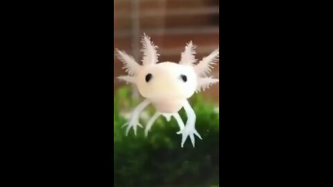 axolotl-Marvel of regeneration