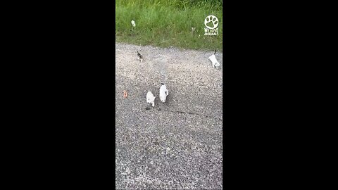 Man is ambushed by 13 homeless kittens