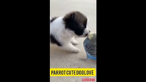 Funny Cute parrot and Puppy love combination 2021💕😘 /Loves/
