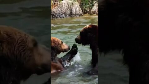 Brown Bears Playing In Water