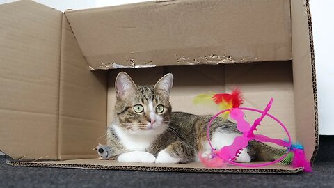 Cute Tabby Cat Sits in a Box with His Toys