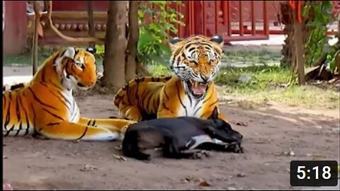 Troll Prank Dog,Fake Snake Vs Monkeys and Big Fake Lion Dog Prank Must Watch Funny Video - Troll Dog