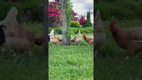 Life is Good, The Grass is Green, Good Lord Smiling On You & Me | #Short #Chicken #FreeRangeChickens