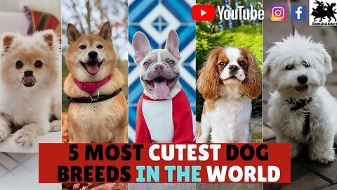 Top 5 Most Cutest Dog Breeds In the World You Must Love | Beautiful Dogs Ever | Animals Addict