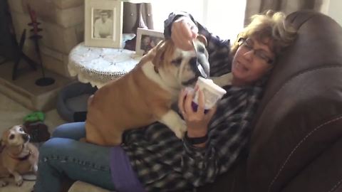 Adorable Bulldog Wants Ice Cream