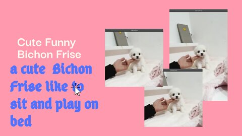 Lovely Bichon Frise like to sit and play on the bed