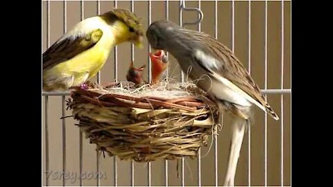 Newly Hatched Chicken # Chick Hatching From Egg