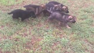 German Shepherd mom lovingly feeds her pups