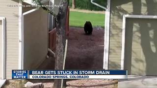 Bear crawls out of a manhole in Colorado Springs