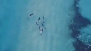 Drone mostra golfinhos pegando onda na costa australiana