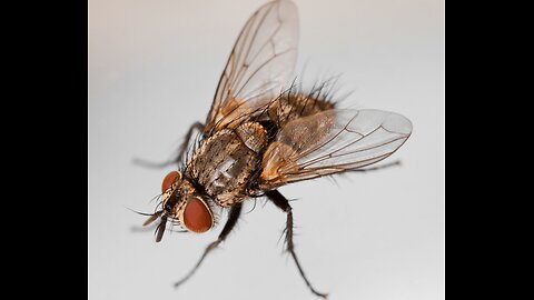 The Great Escape: Why Flies Always Outsmart Your Swatter !