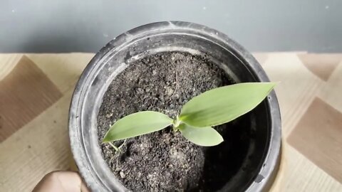 How To Grow Banana Plant From Seed