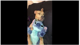 Pitbull cuddles his stuffed animal to sleep