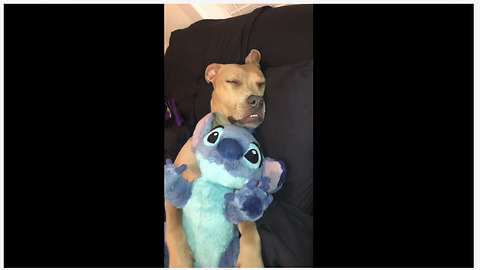 Pitbull cuddles his stuffed animal to sleep