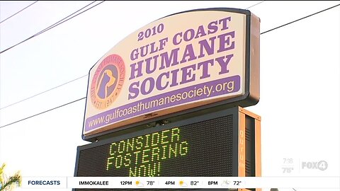 Gulf Coast Humane Society adapts to COVID-19 guidelines by opening for appointment