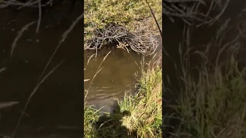 Targeting a brown trout with a bow & arrow cast.