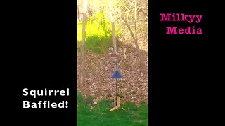 Squirrel at Feeder | Baffled | Song Birds | That food is for Birds ONLY | Milkyy-Media