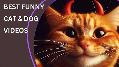 Best Funny Cat & Dog Videos