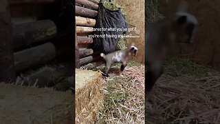 Baby goats win the cutest farm animal award every time!